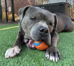 Shelter Stray Male Dog last seen OR, 1700 W Historic Columbia River Hwy, Troutdale, OR 97060, USA