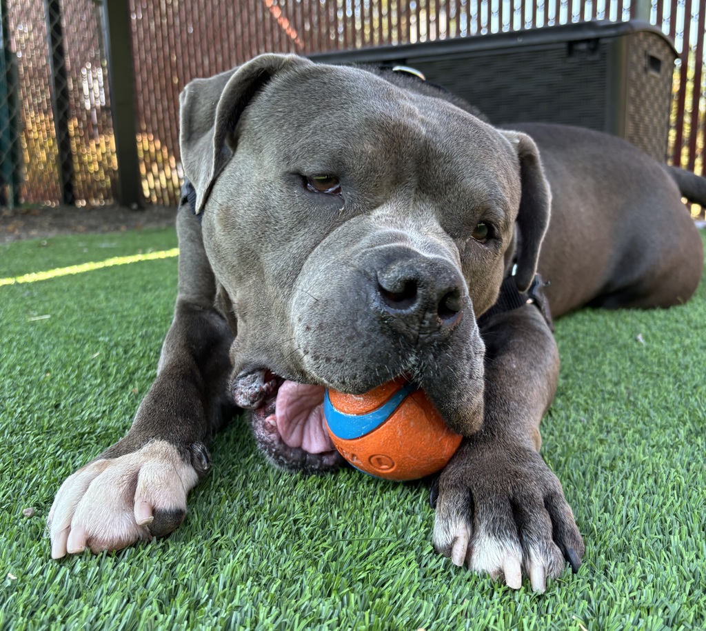 Shelter Stray Male Dog last seen OR, 1700 W Historic Columbia River Hwy, Troutdale, OR 97060, USA