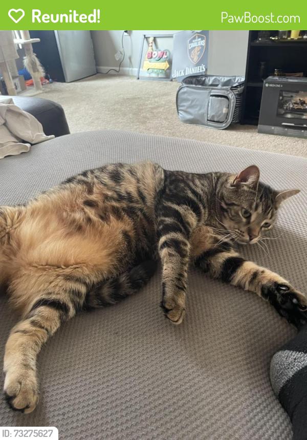 Reunited Male Cat last seen Neighborhood behind scooters coffee in Marysville oh, Marysville, OH 43040