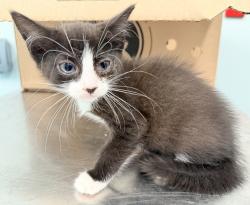Shelter Stray Female Cat last seen Near 178th Street, JAMAICA, NY, 11432, 326 E 110th St, New York, NY 10029, USA