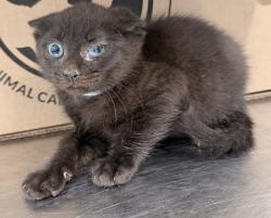 Shelter Stray Female Cat last seen Near 178th Street, JAMAICA, NY, 11432, 326 E 110th St, New York, NY 10029, USA