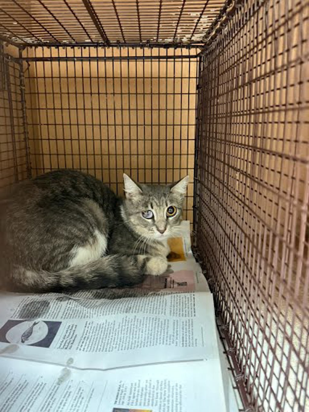 Shelter Stray Female Cat last seen Near Blueberry Hill, AUSTIN, TX, 78745, 7201 Levander Loop bldg a, Austin, TX 78702, USA