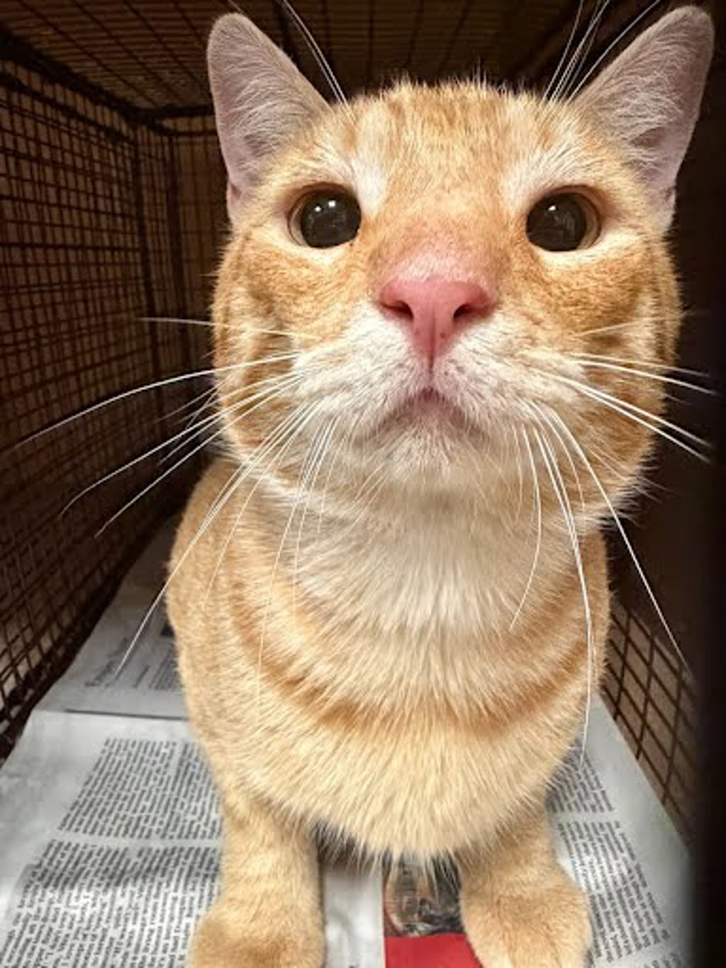 Shelter Stray Male Cat last seen Near Turtle Dove Drive, AUSTIN, TX, 78744, 7201 Levander Loop bldg a, Austin, TX 78702, USA