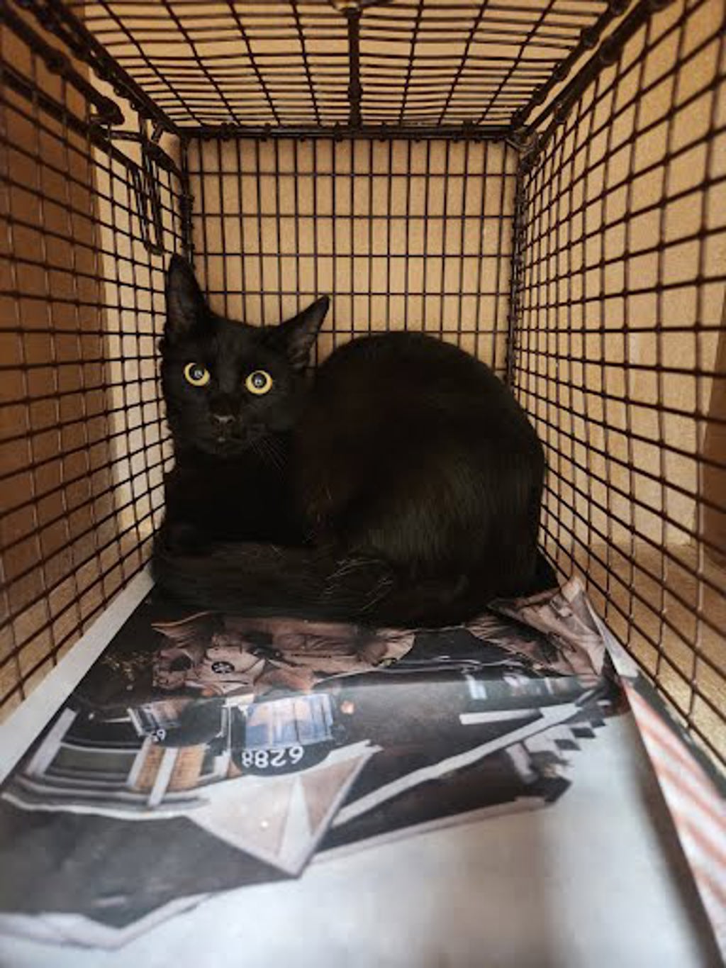 Shelter Stray Male Cat last seen Near Walnut Creek Drive, AUSTIN, TX, 78753, 7201 Levander Loop bldg a, Austin, TX 78702, USA