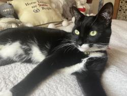 Lost Female Cat last seen Dekalb Ave between Wyckoff and Irving, Brooklyn, NY 11237