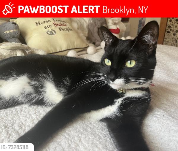 Lost Female Cat last seen Dekalb Ave between Wyckoff and Irving, Brooklyn, NY 11237