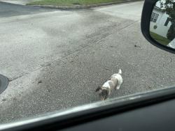 Found/Stray Unknown Dog last seen Hove and Bennett rd orlanfo, Orlando, FL 32803