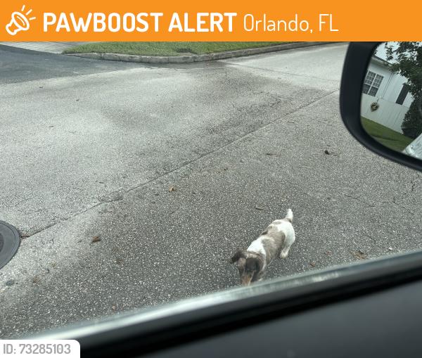 Found/Stray Unknown Dog last seen Hove and Bennett rd orlanfo, Orlando, FL 32803