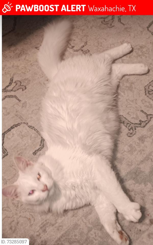 Lost Male Cat last seen Twin Lakes, Waxahachie, TX 75165