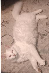 Lost Male Cat last seen Twin Lakes, Waxahachie, TX 75165