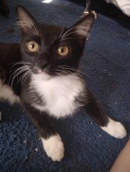 Reunited Female Cat last seen Park across from Ashley Oakland star playground, Des Moines, IA 50320