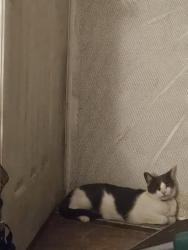 Lost Male Cat last seen 133rd and Haw.Blvd, Hawthorne, CA 90250