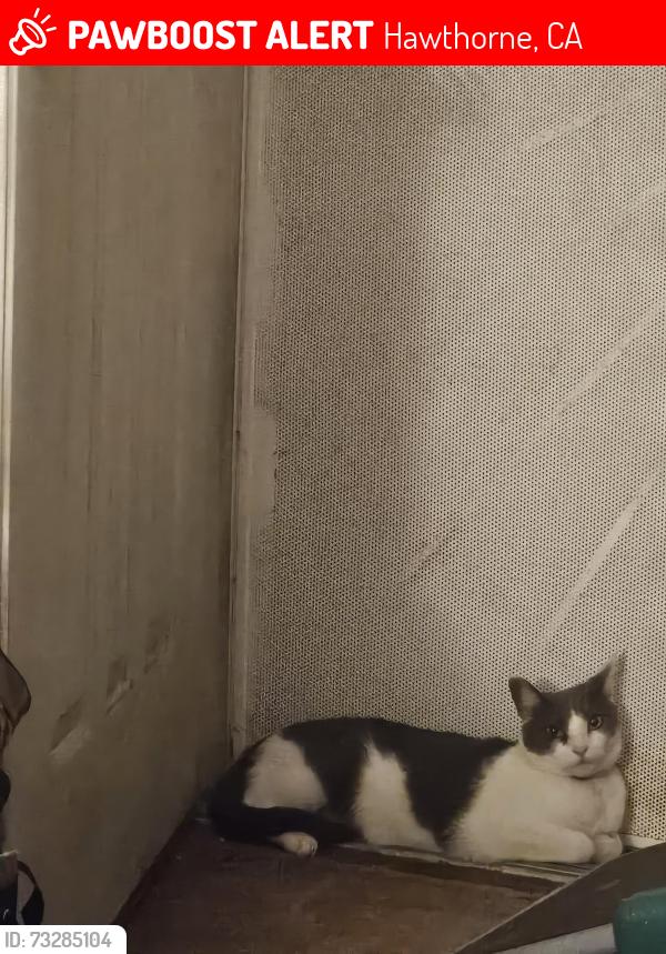 Lost Male Cat last seen 133rd and Haw.Blvd, Hawthorne, CA 90250