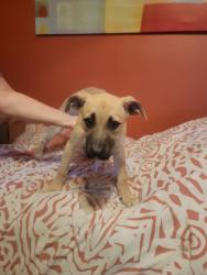 Found/Stray Female Dog last seen Near E Hudley, Lake Dallas, TX 75065