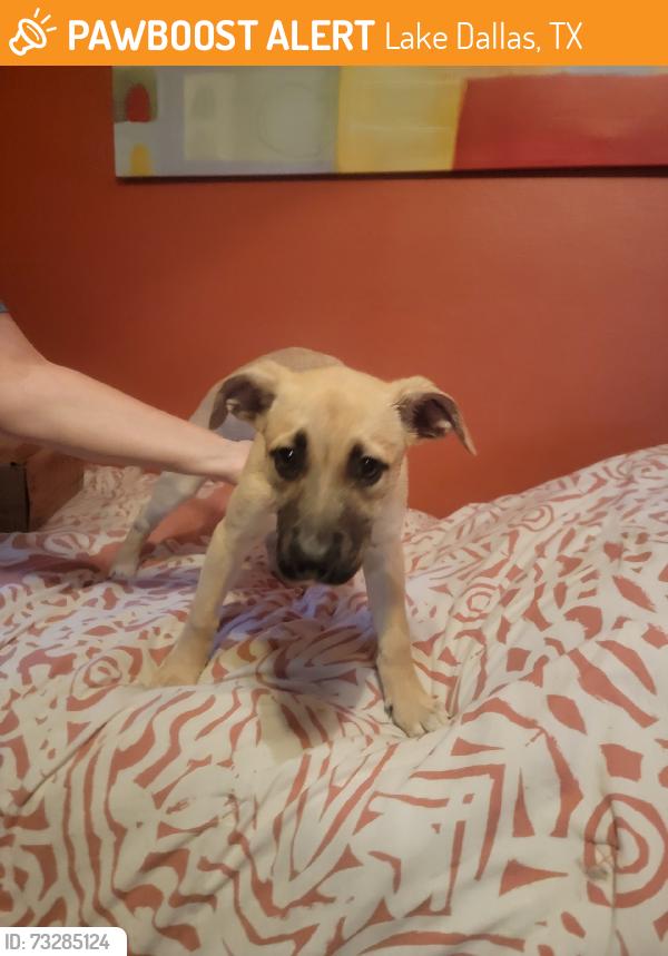 Found/Stray Female Dog last seen Near E Hudley, Lake Dallas, TX 75065