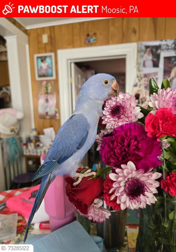 Lost Male Bird last seen Near, Moosic, PA 18507