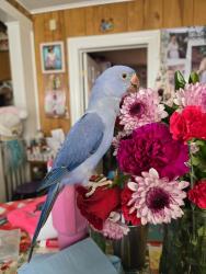 Lost Male Bird last seen Near, Moosic, PA 18507