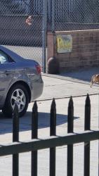 Found/Stray Unknown Dog last seen Bakman Ave running South from Magnolia towards Otsego, Los Angeles, CA 91601