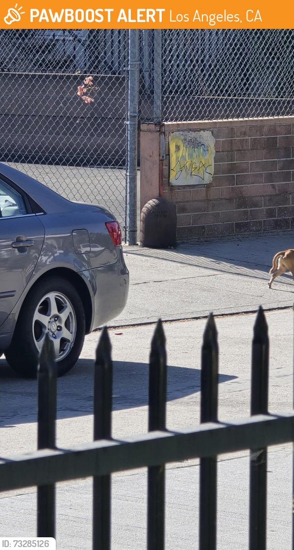Found/Stray Unknown Dog last seen Bakman Ave running South from Magnolia towards Otsego, Los Angeles, CA 91601