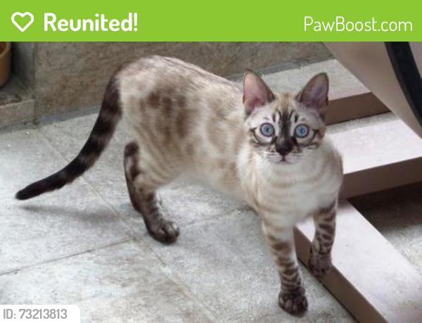 Reunited Male Cat last seen Wilson Street, Rumford, East Providence, RI 02916
