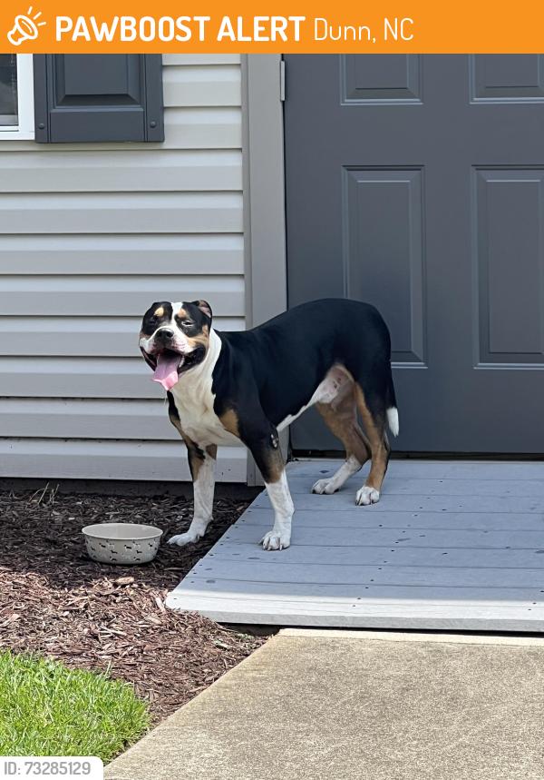 Lost Male Dog last seen N Powell Ave & Ashe Ave, Dunn, NC 28334