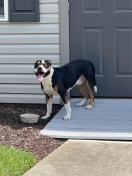 Lost Male Dog last seen N Powell Ave & Ashe Ave, Dunn, NC 28334