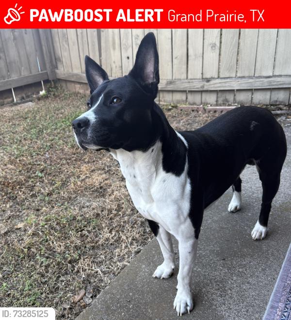 Lost Male Dog last seen Great Southwest, Grand Prairie, TX 75050