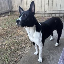 Lost Male Dog last seen Great Southwest, Grand Prairie, TX 75050