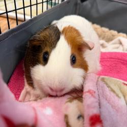 Shelter Stray Female Other last seen , 8020 Washington St, Port Richey, FL 34668, USA