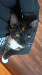 Reunited Female Cat last seen Pomerado and Casa Avenida, Poway, CA 92064