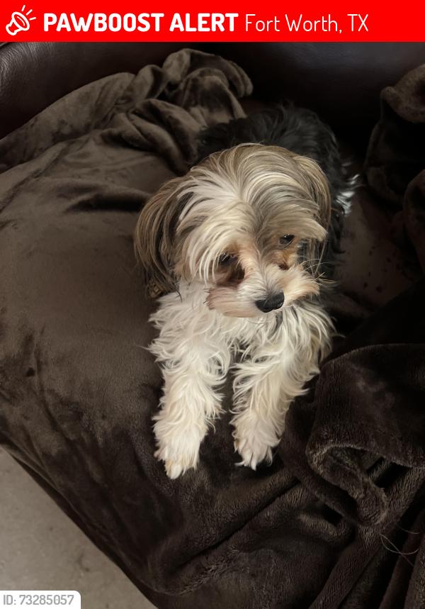 Lost Female Dog last seen Buttonwood Drive and Shagbark Ct, Fort Worth, TX 76137