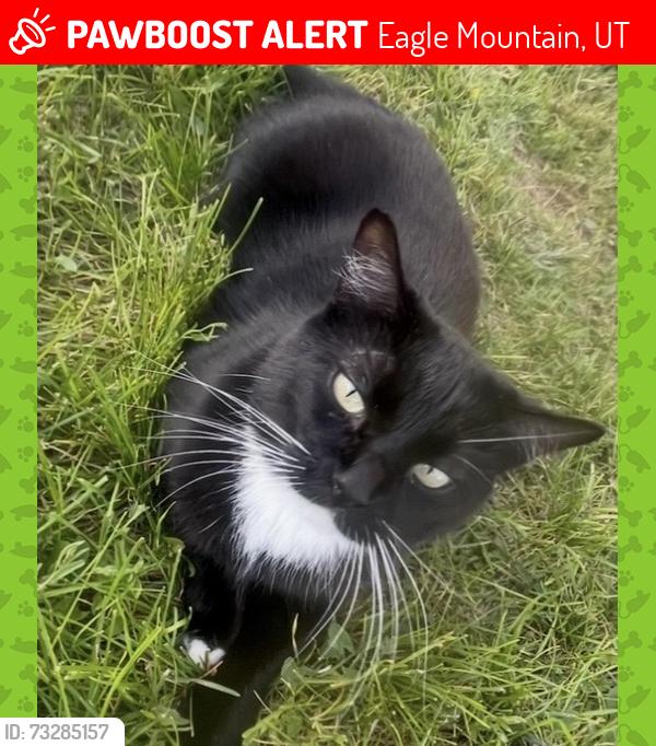 Lost Female Cat last seen Greenbrier Dr., Eagle Mountain, UT 84005