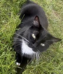 Lost Female Cat last seen Greenbrier Dr., Eagle Mountain, UT 84005