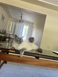 Lost Male Cat last seen By Fraserview golf course, Vancouver, BC V5S 2V5