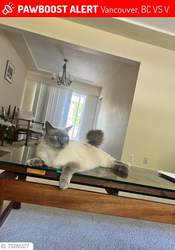 Lost Male Cat last seen By Fraserview golf course, Vancouver, BC V5S 2V5