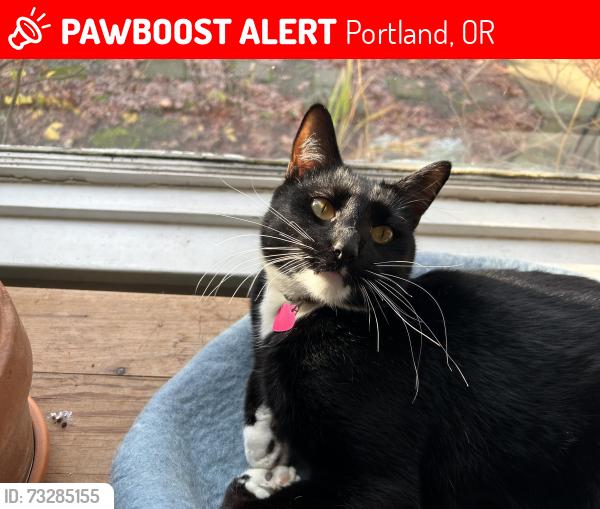 Lost Male Cat last seen Near n Montana ave Portland Oregon, Portland, OR 97217