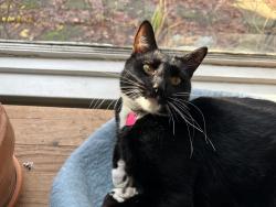 Lost Male Cat last seen Near n Montana ave Portland Oregon, Portland, OR 97217