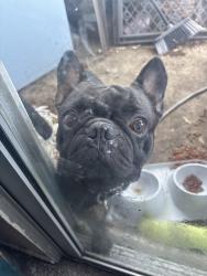 Reunited Male Dog last seen Amar and Azusa, West Covina, CA 91790