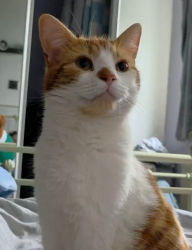 Reunited Male Cat last seen Near Brecknell Rise, Worcestershire, England 