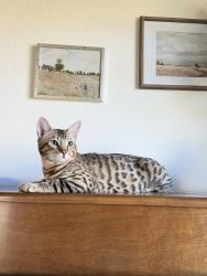Lost Male Cat last seen Gibbel rd, Hemet, CA 92544