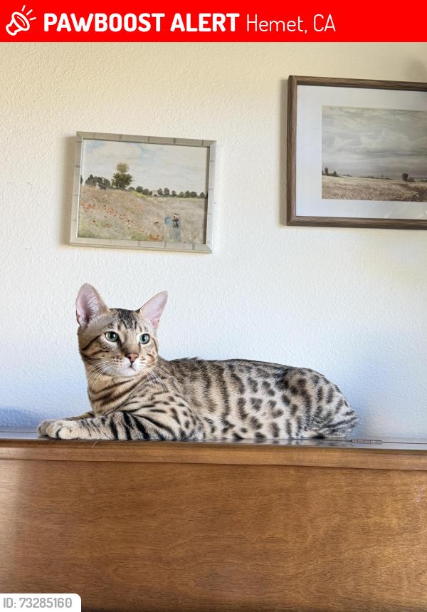 Lost Male Cat last seen Gibbel rd, Hemet, CA 92544