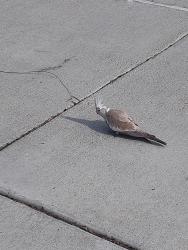 Found/Stray Unknown Bird last seen Wasp way across the child development center, San Diego, CA 92106