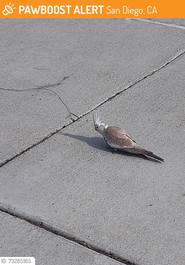Found/Stray Unknown Bird last seen Wasp way across the child development center, San Diego, CA 92106