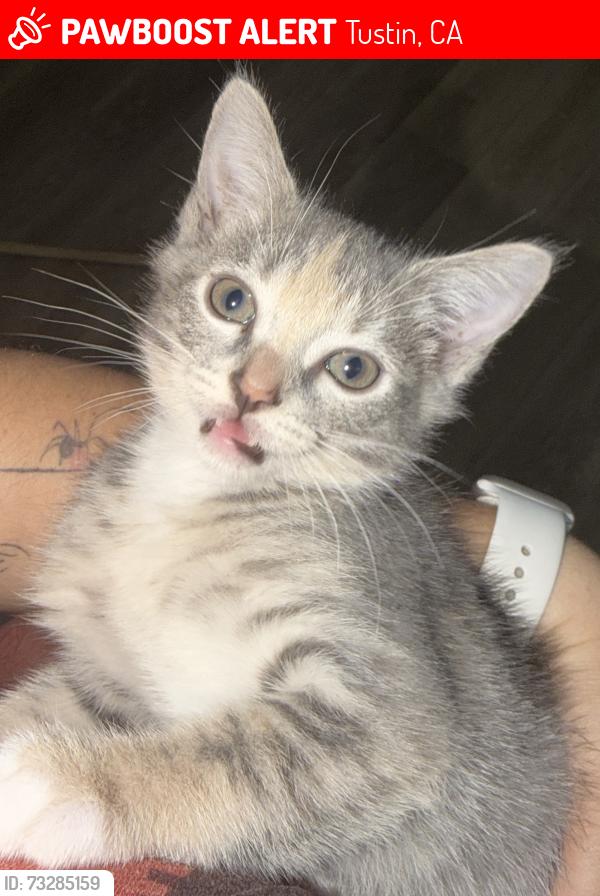 Lost Female Cat last seen Se perdió en el condominio de apartamentos EL Presidio, Tustin, CA 92780