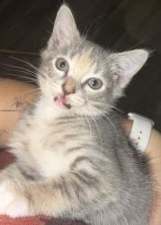 Lost Female Cat last seen Se perdió en el condominio de apartamentos EL Presidio, Tustin, CA 92780