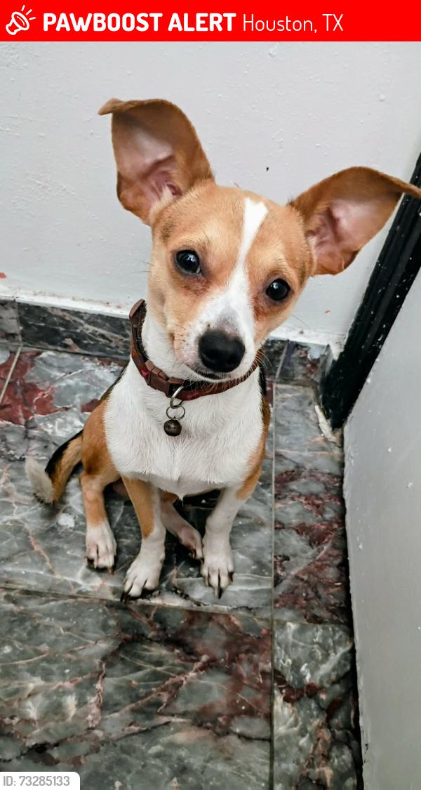 Lost Male Dog last seen Near green glade drive 77099 Houston Texas, Houston, TX 77099