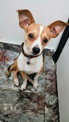 Lost Male Dog last seen Near green glade drive 77099 Houston Texas, Houston, TX 77099