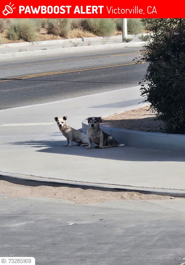 Lost Unknown Dog last seen Locust and Pahute, Bictorville, Victorville, CA 92395