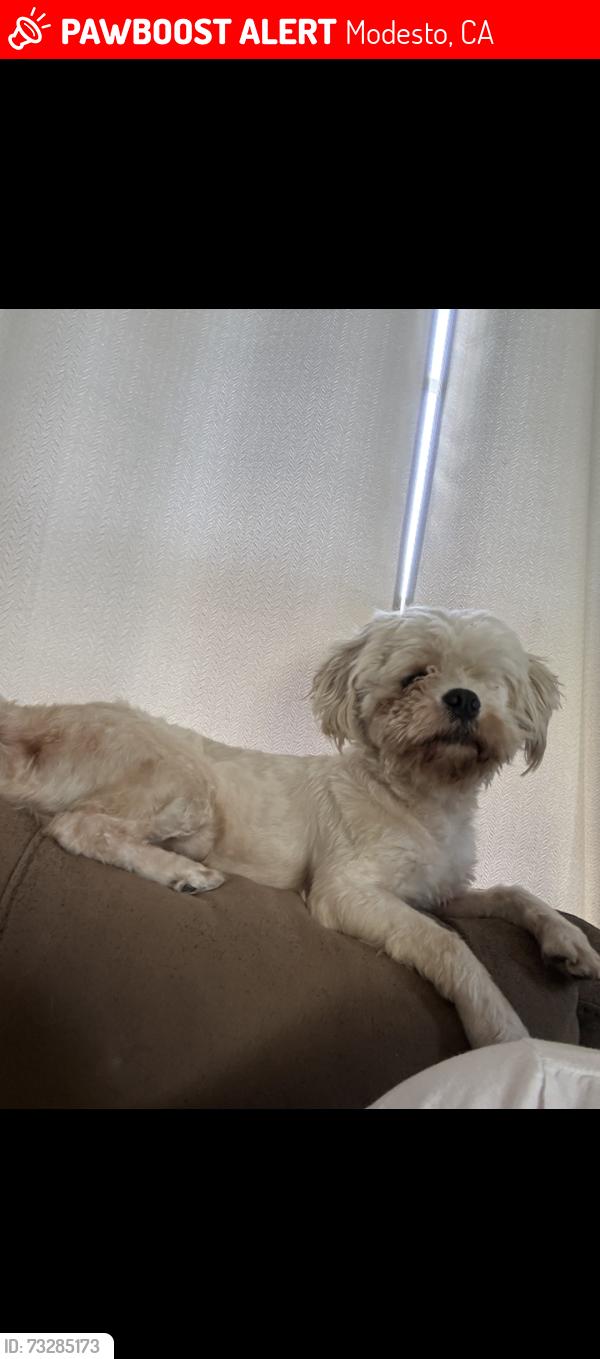 Lost Male Dog last seen Herndon, Modesto, CA 95351