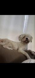 Lost Male Dog last seen Herndon, Modesto, CA 95351